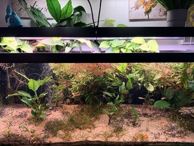 75G Aquarium & Stand + accessories