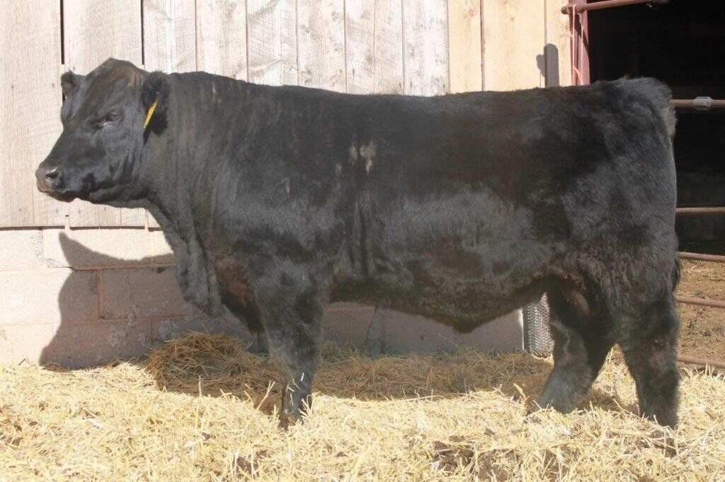 Cattle Artificial Insemination