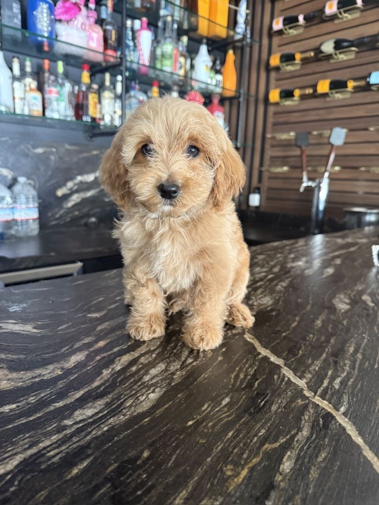 Darling Tiny Goldendoodle Pupoies Ready Now