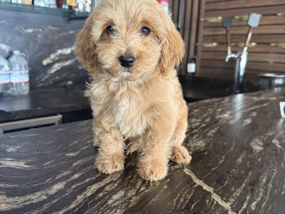 Darling Tiny Goldendoodle Pupoies Ready Now