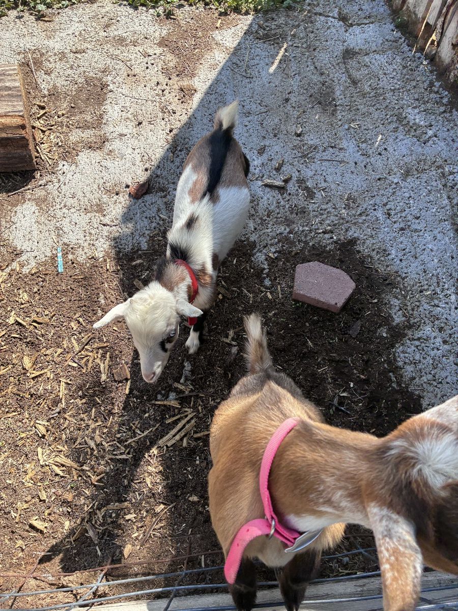 2 Nigerian Dwarf Goats for Sale - (Male and Female)