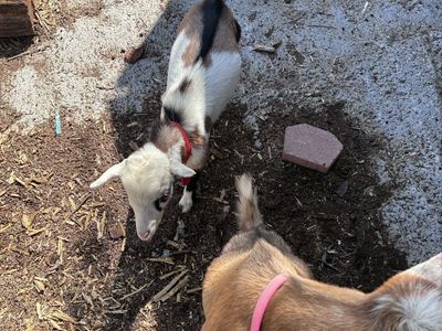 2 Nigerian Dwarf Goats for Sale - (Male and Female)