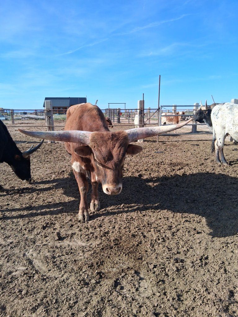 Purebred Texas Longhorn Bull