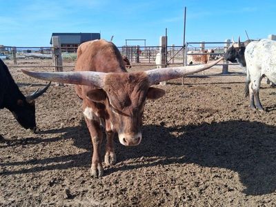 Purebred Texas Longhorn Bull
