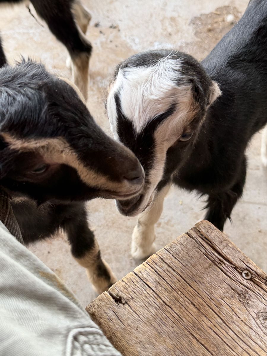 Lamancha Goat Bucklings