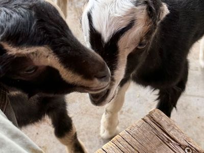 Lamancha Goat Bucklings