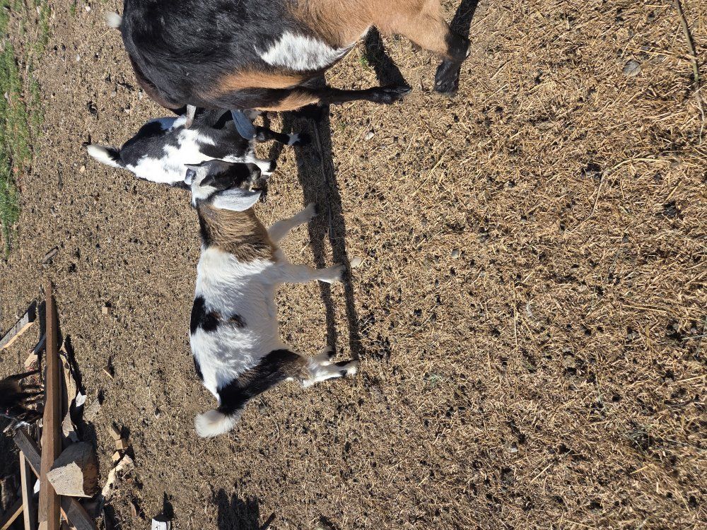 Goats