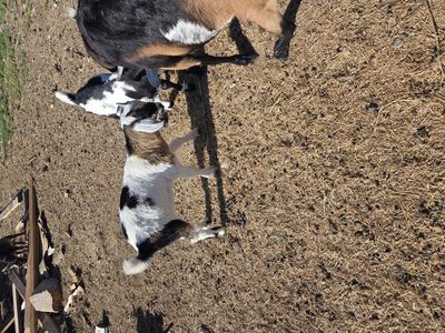 Goats