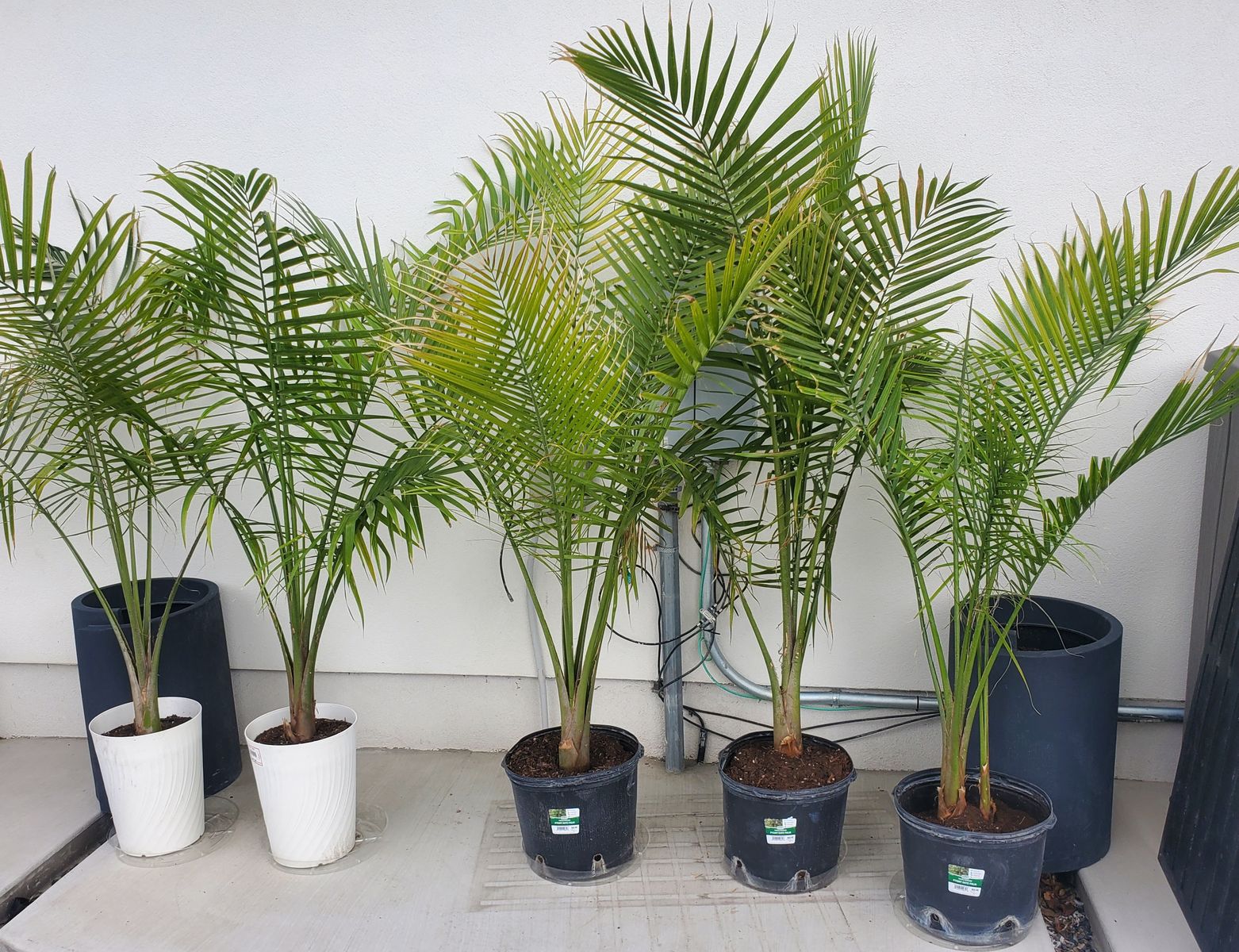 Majesty Palms