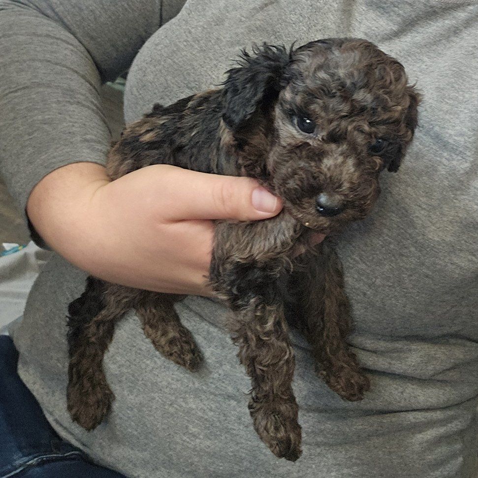Red Available! Toy Poodle Mini Poodle Puppies