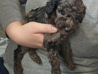 Red Available! Toy Poodle Mini Poodle Puppies
