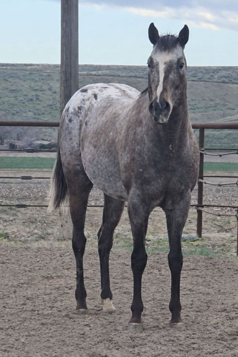 Race Bred Appaloosa Stallion: son of Pappasito x Murr The Blurr dtr