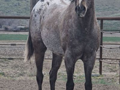 Race Bred Appaloosa Stallion: son of Pappasito x Murr The Blurr dtr