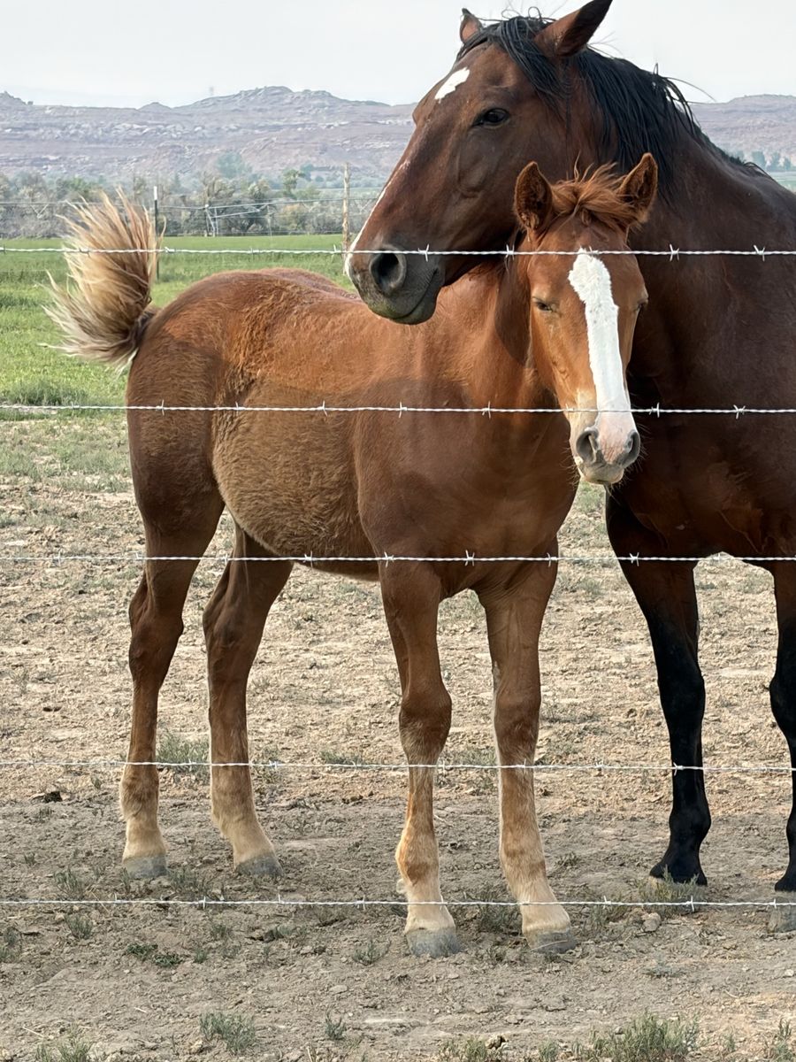 1/2 Draft weanling stud colt