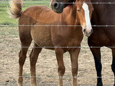 1/2 Draft weanling stud colt