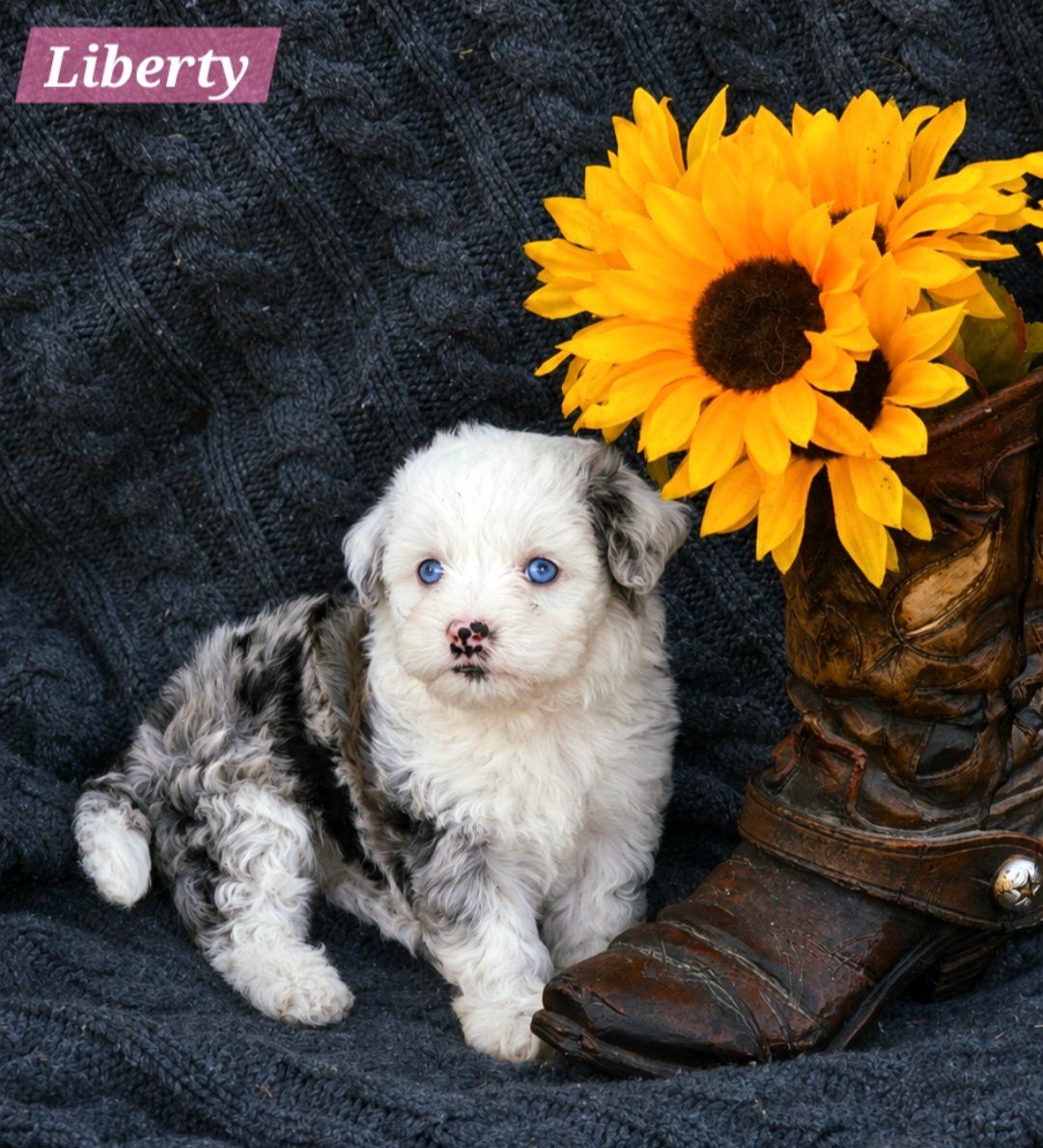 Mini Golden Aussiedoodles!
