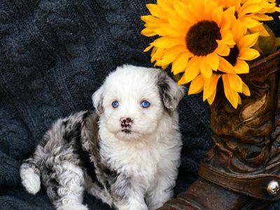 Mini Golden Aussiedoodles!