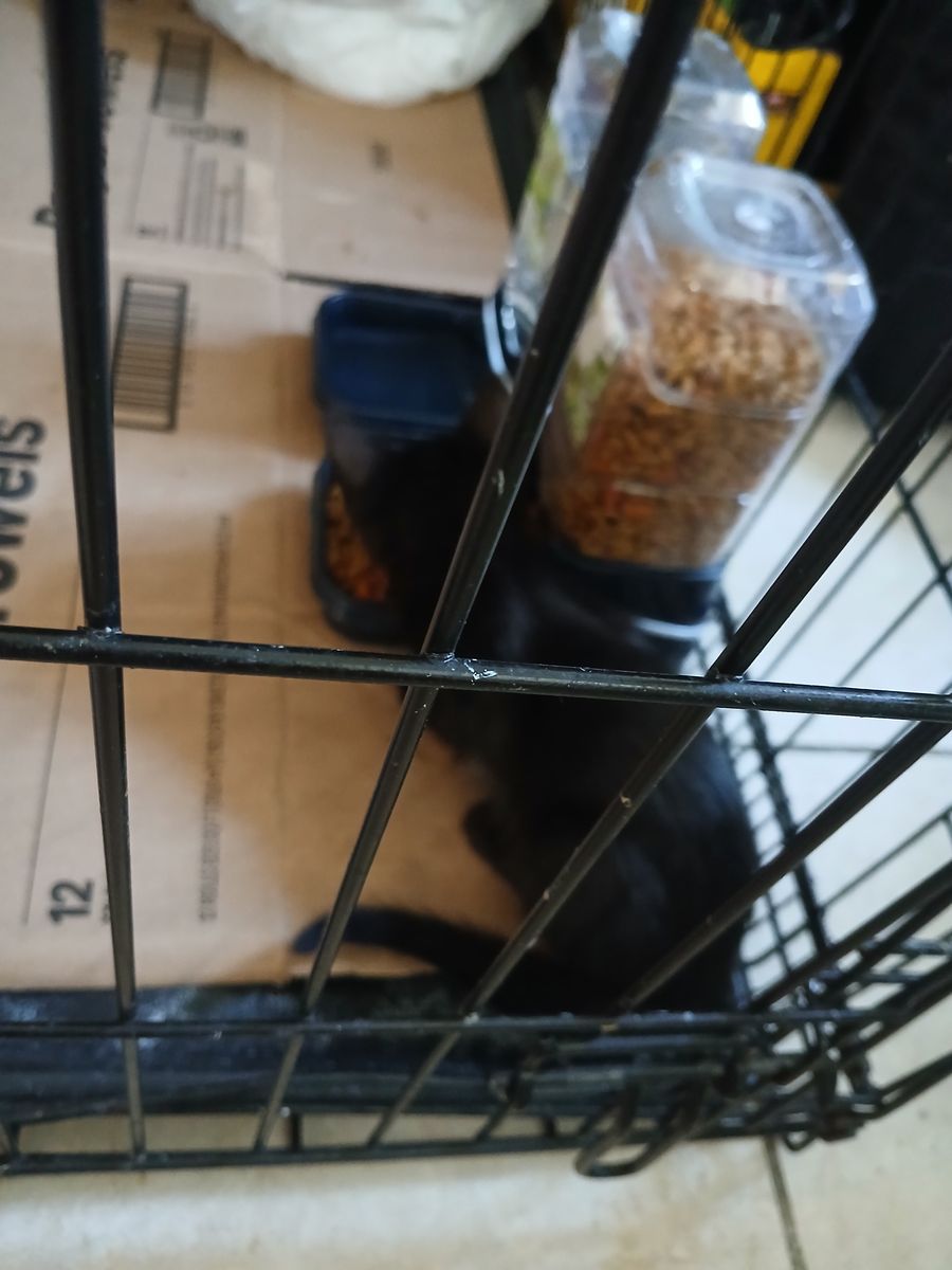 Baby Kittens