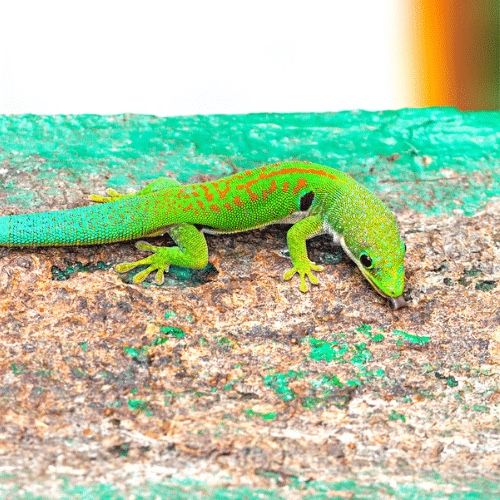 Female Peacock Day Gecko