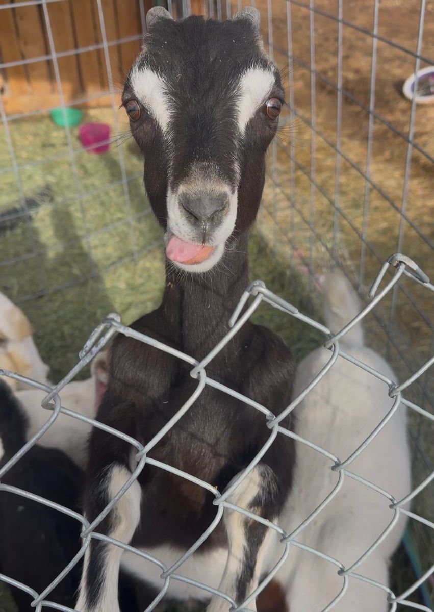 Lamancha Pack goats