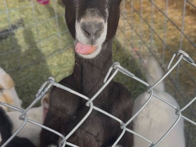 Lamancha Pack goats