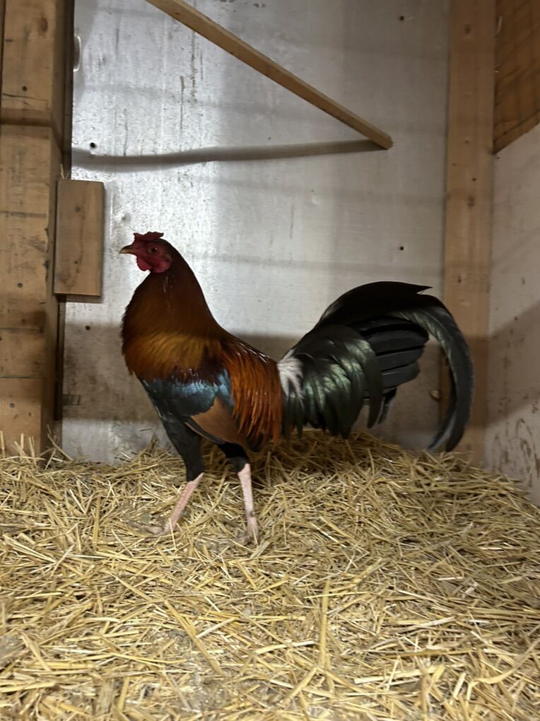 GameFowl Pollos Finos