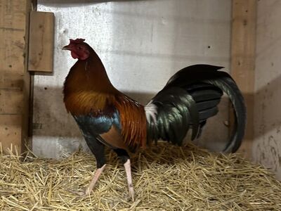 GameFowl Pollos Finos