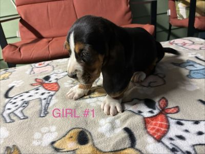 Basset hound