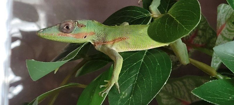 Adorable 7" Baby Cuban Knight Anole