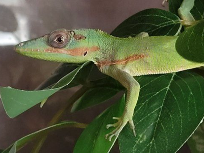 Adorable 7" Baby Cuban Knight Anole