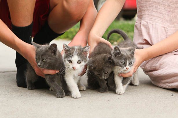 4 Kittens, 2 boys/2 girls