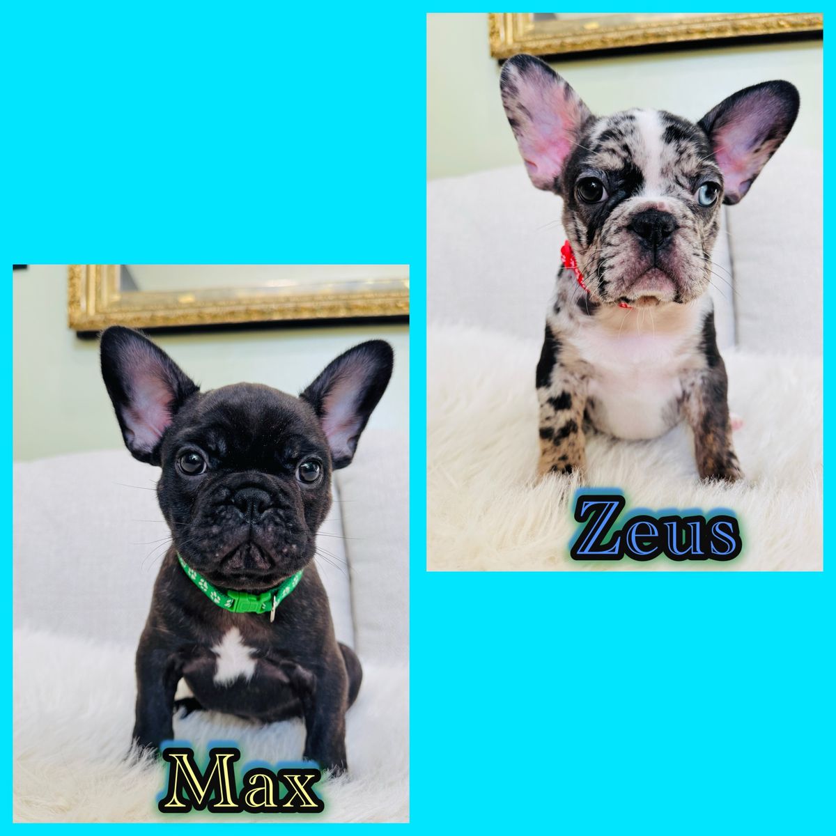 AKC FRENCH BULLDOG PUPPIES