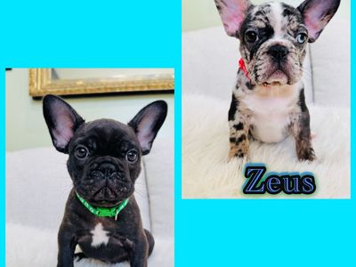 AKC FRENCH BULLDOG PUPPIES