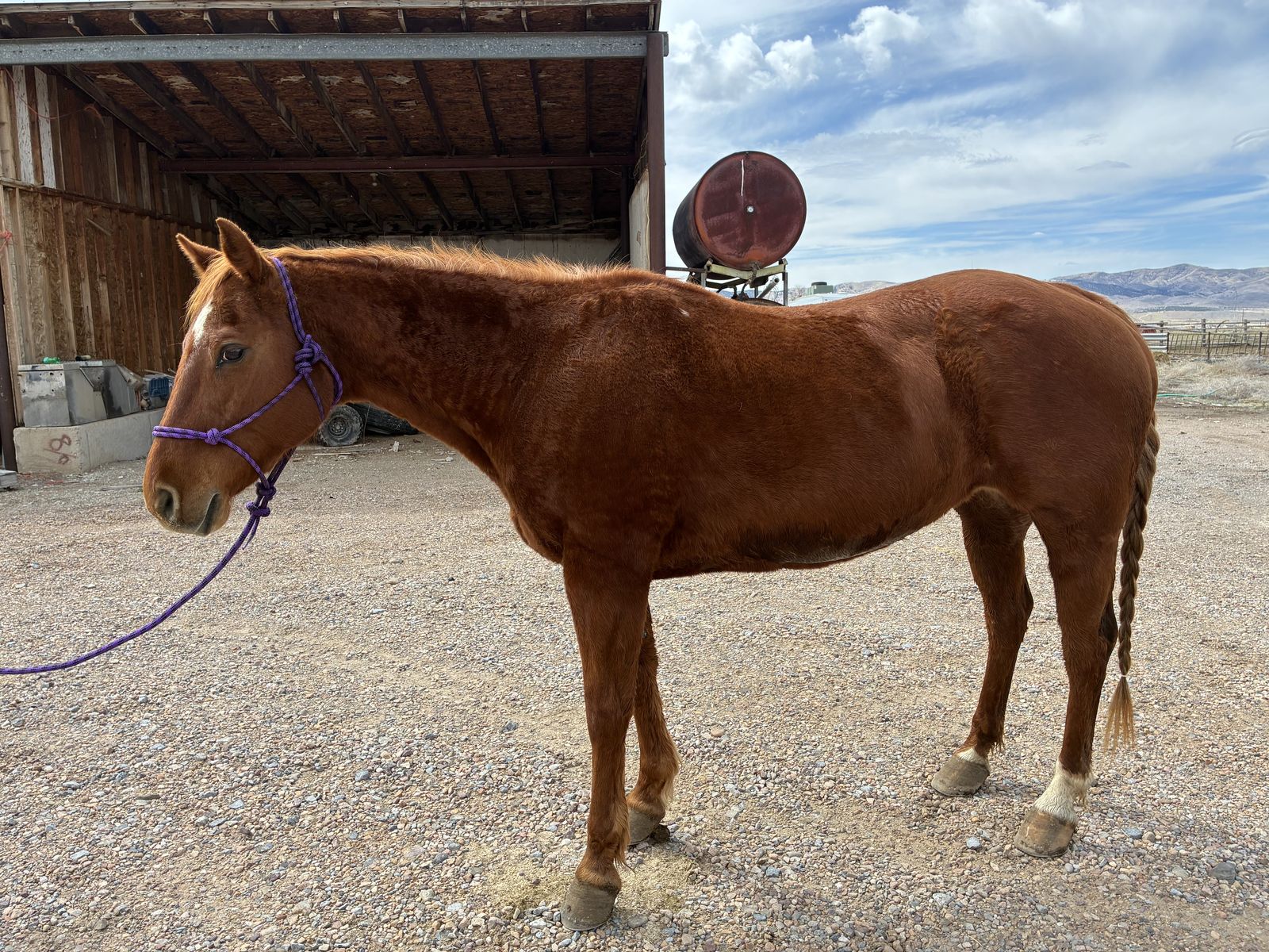 AQHA Registered Gentle Mare – Dual Playin Daughter