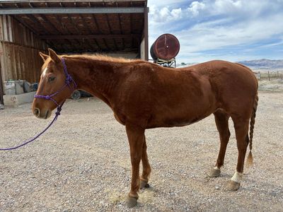 AQHA Registered Gentle Mare β Dual Playin Daughter