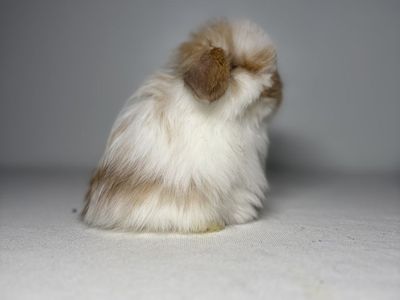 Holland Lop Buck