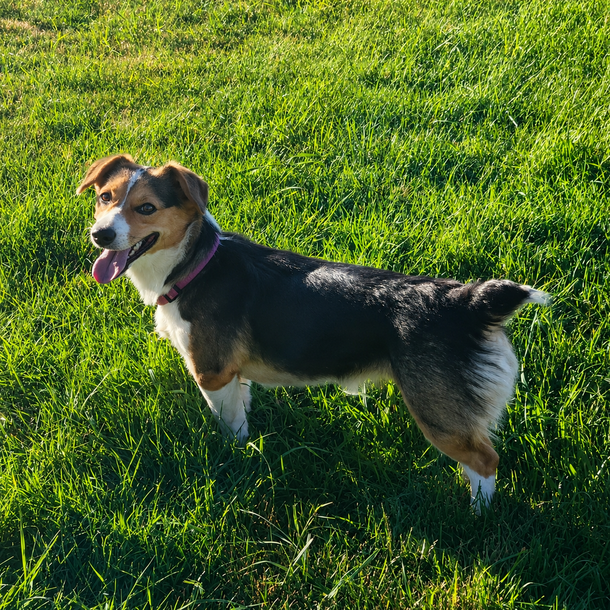 Auggie female, corgi, Aussie
