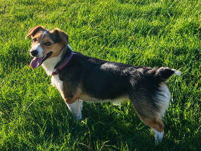 Auggie female, corgi, Aussie