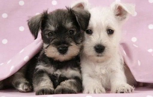 Pure bred miniature schnauzer puppies