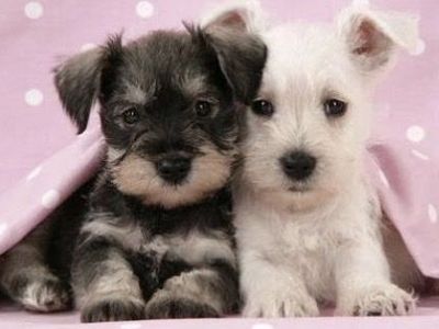 Pure bred miniature schnauzer puppies