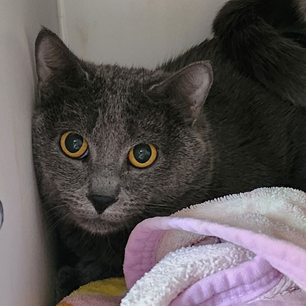 Hello my name is Gideon