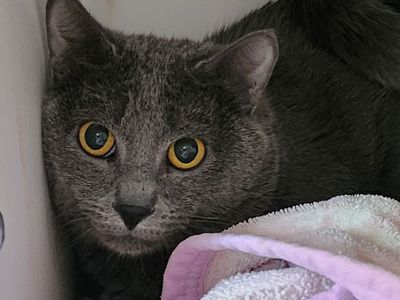 Hello my name is Gideon