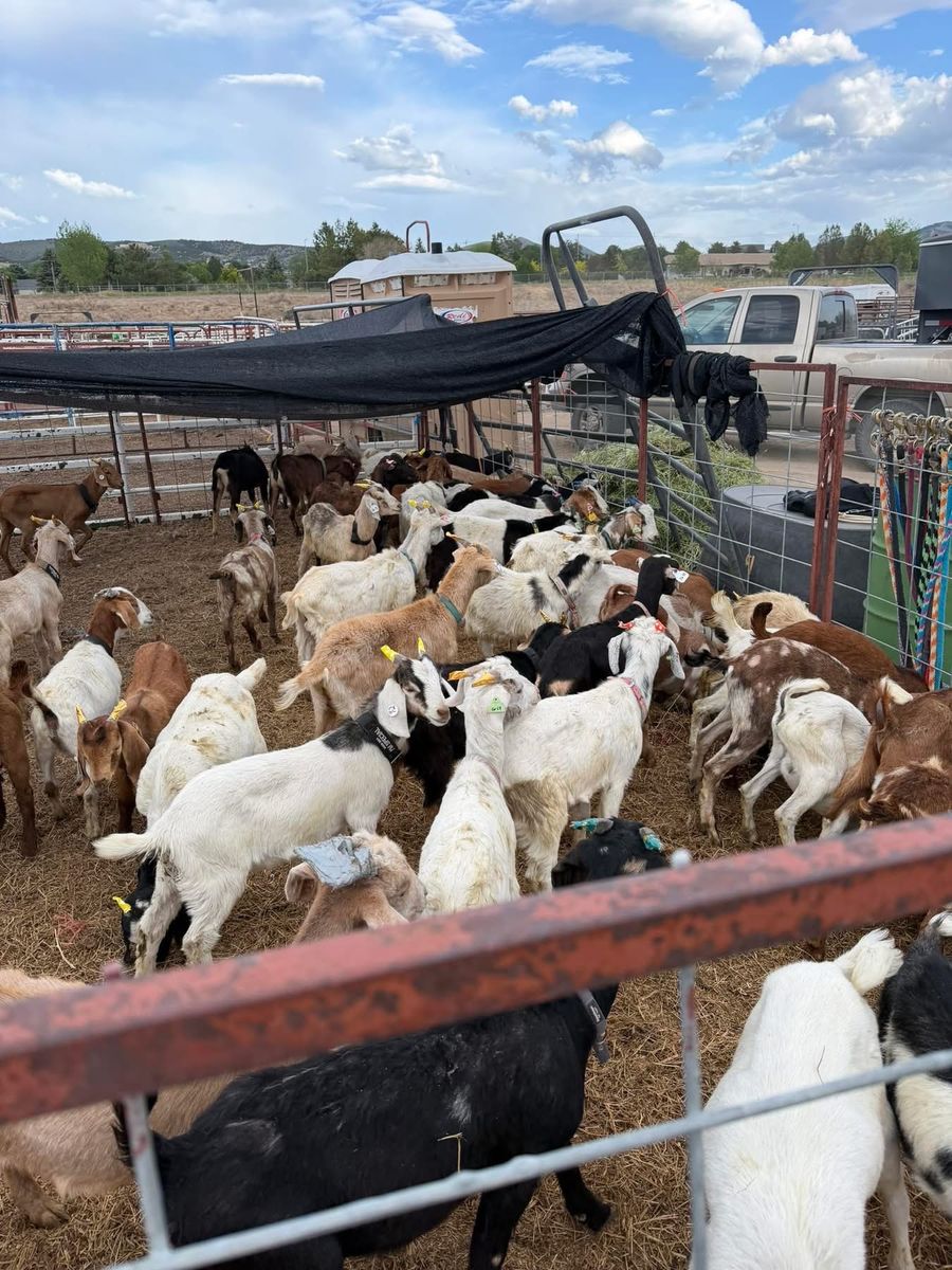 Goats!!