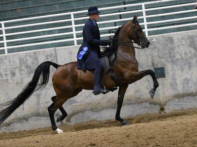 Arabian And Half Arabian Horses