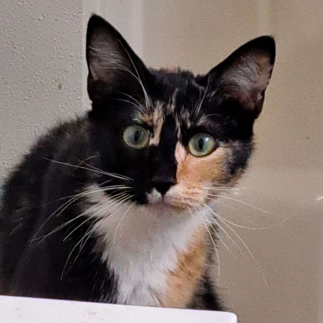 Hello my name is Harmony
