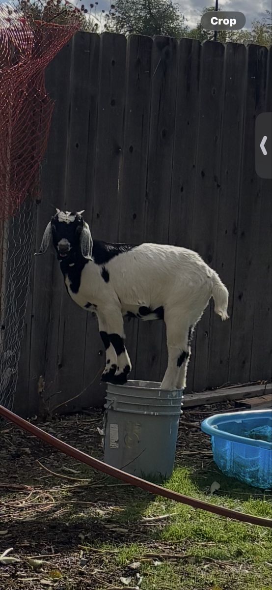 Year old Goats