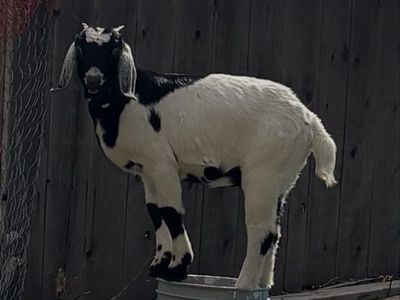 Year old Goats