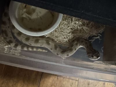 Hog nose snakes
