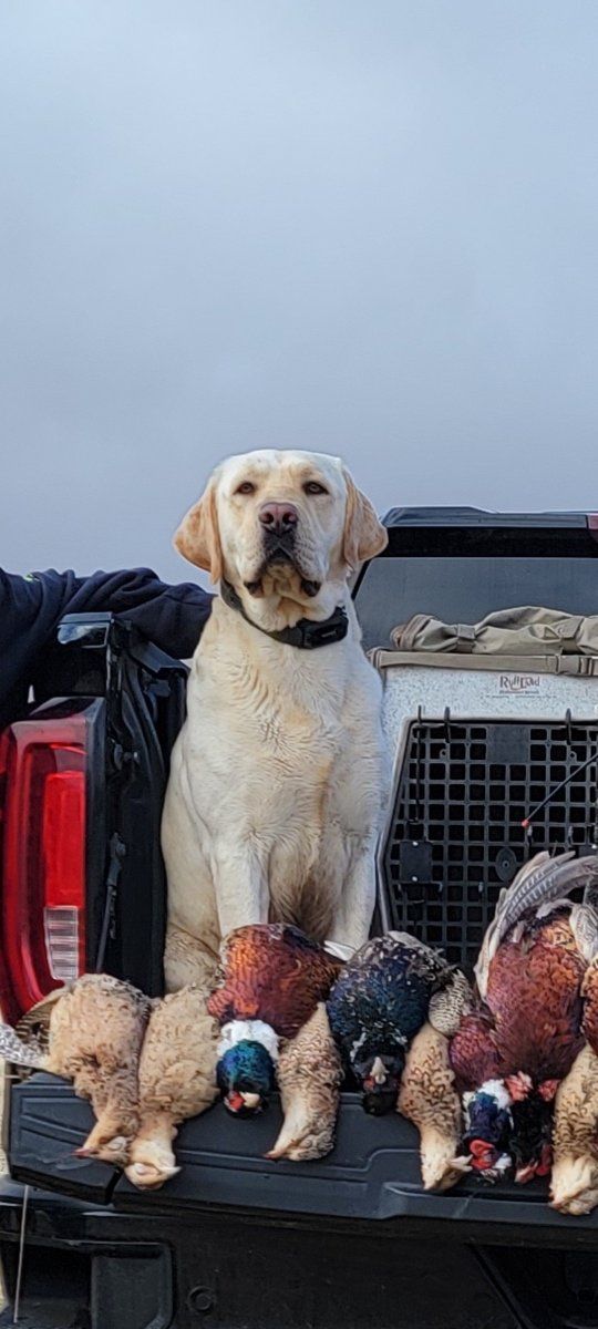 AKC Lab / Labrador Retriever*STUD ONLY*