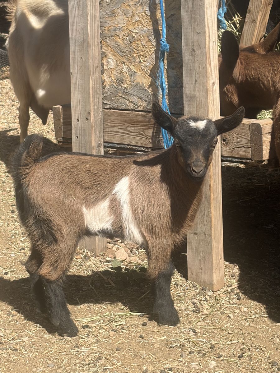 Fainting Goat Babies